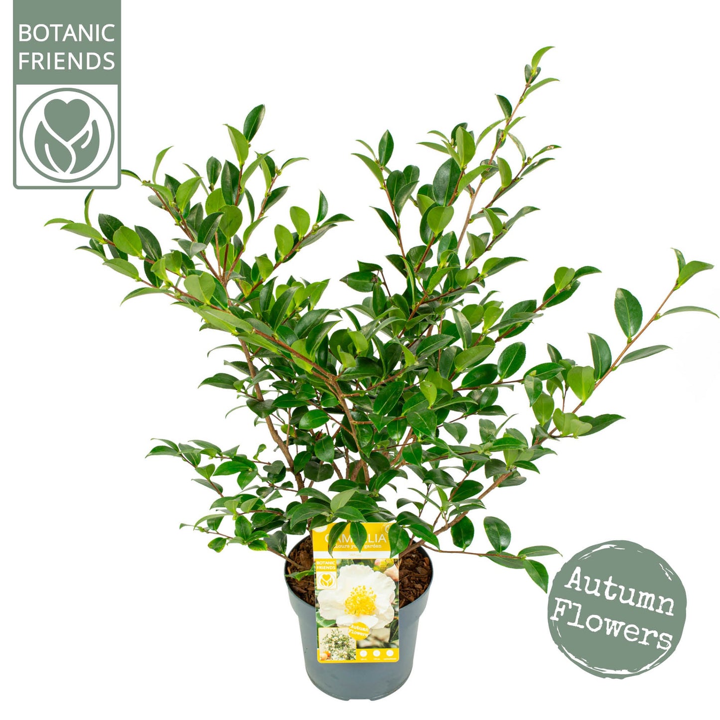 Camellia sasanqua 80cm 19cm Pot