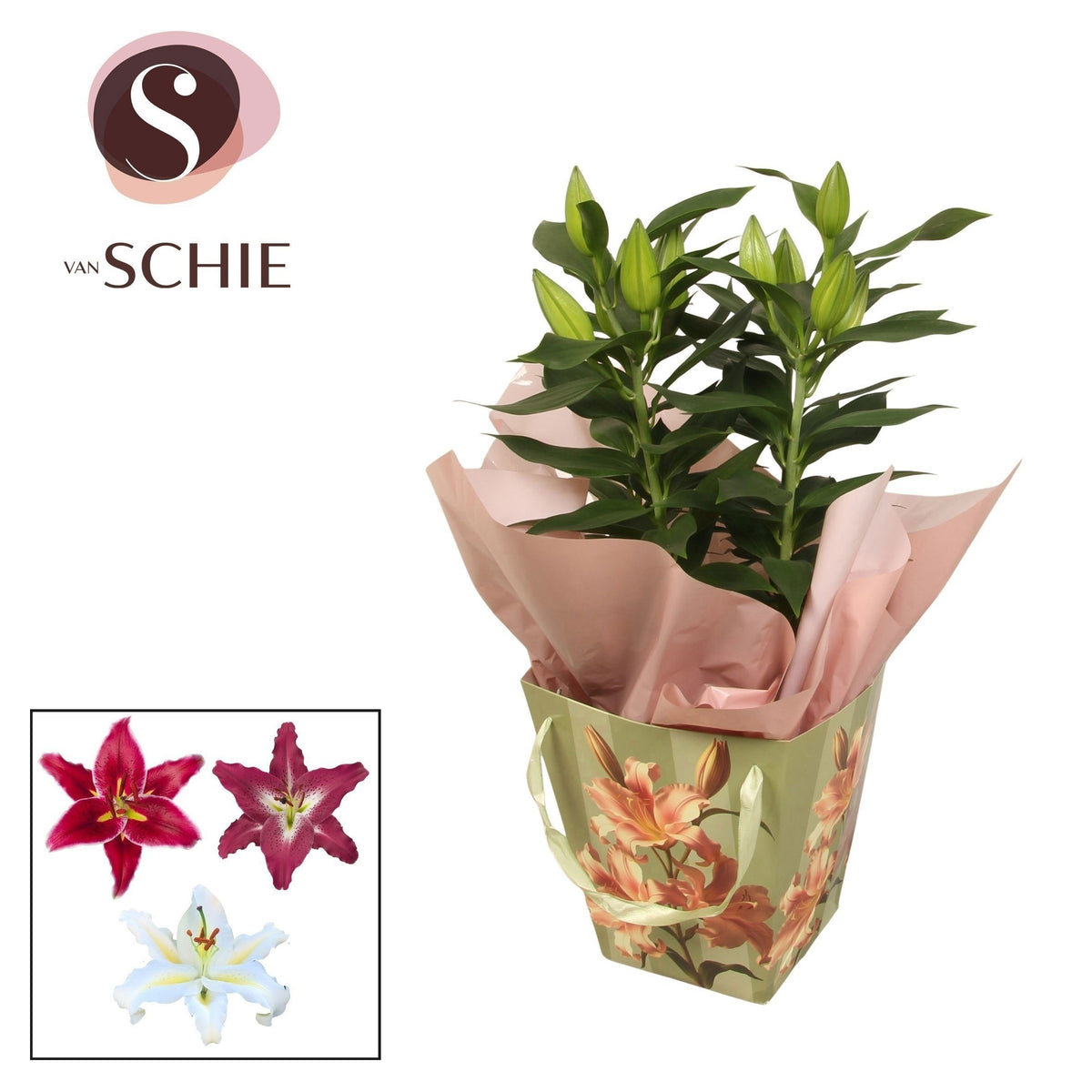 Lilium oriental mix 50cm 17cm Pot