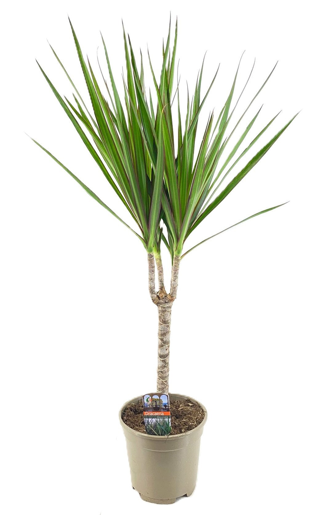 Dracaena marginata 85cm 17cm Pot