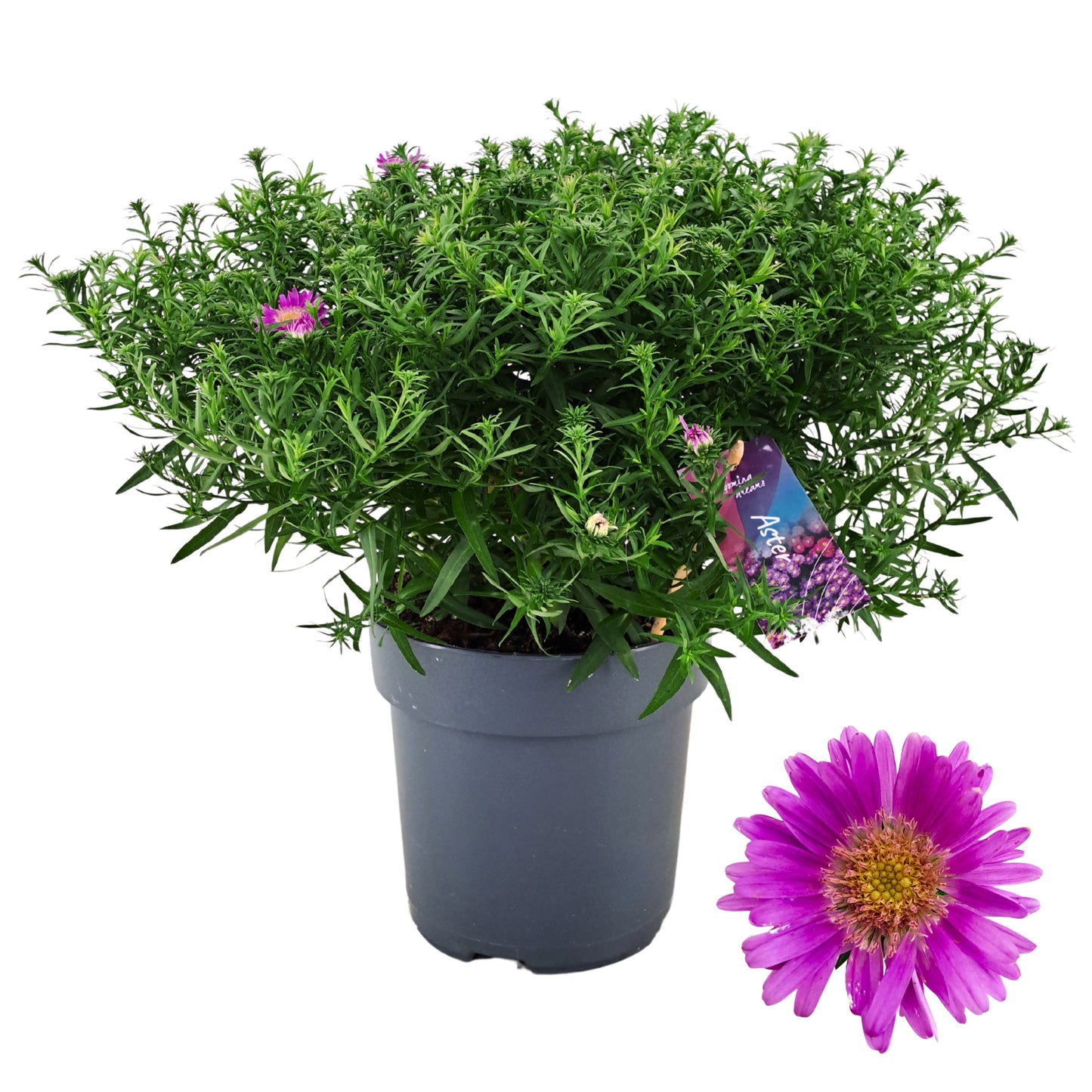 AltaNova Aster Alpha Pink Pack of 4