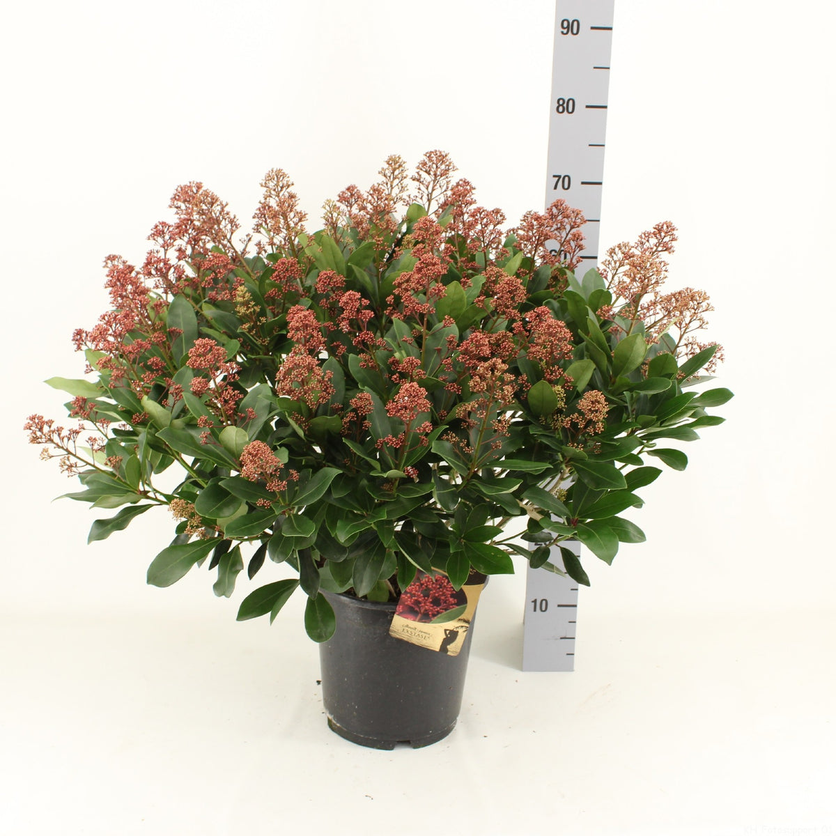 Skimmia japonica Exstase 55cm 24cm Pot