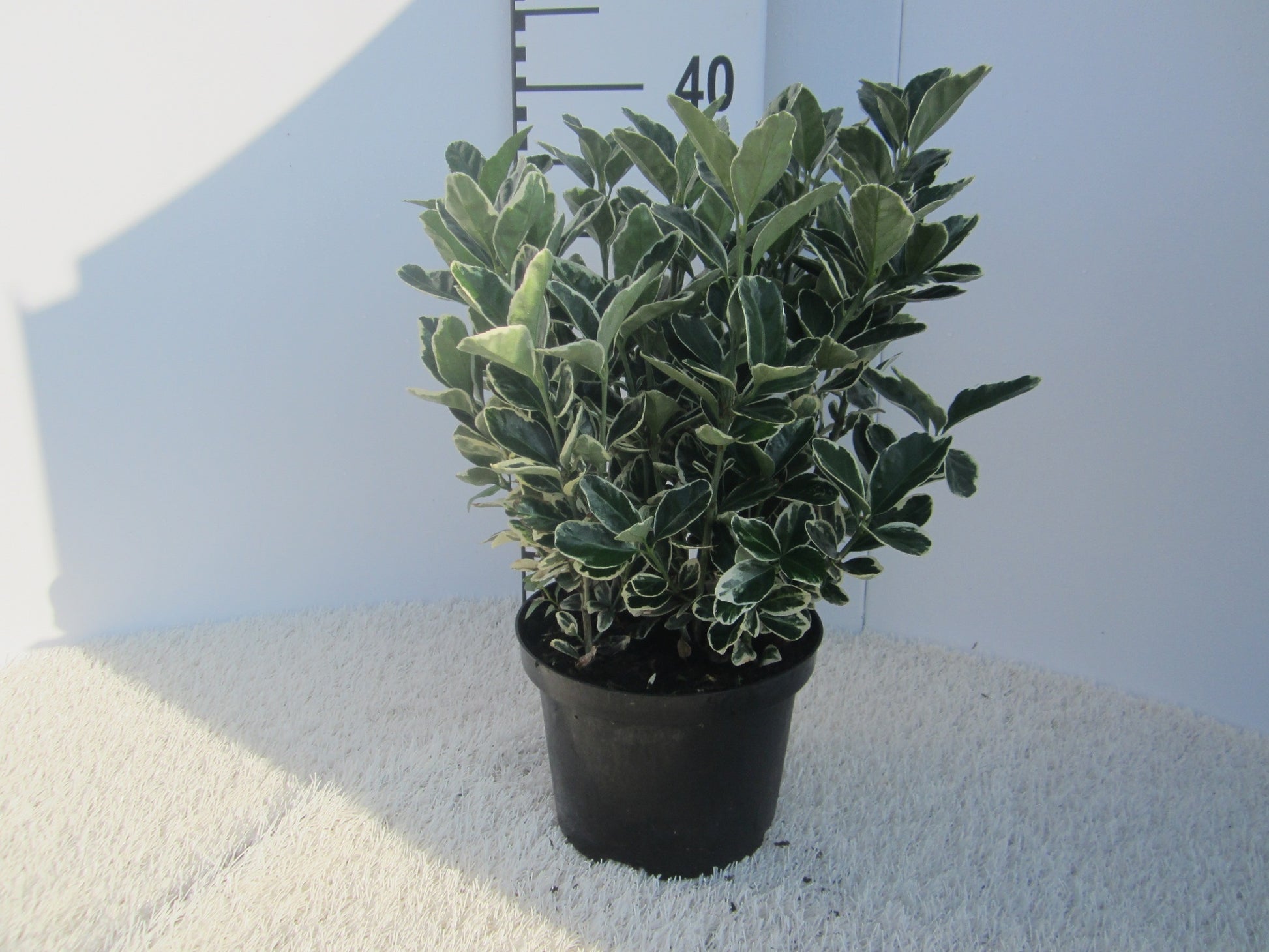 Euonymus Kathy 40cm 17cm Pot
