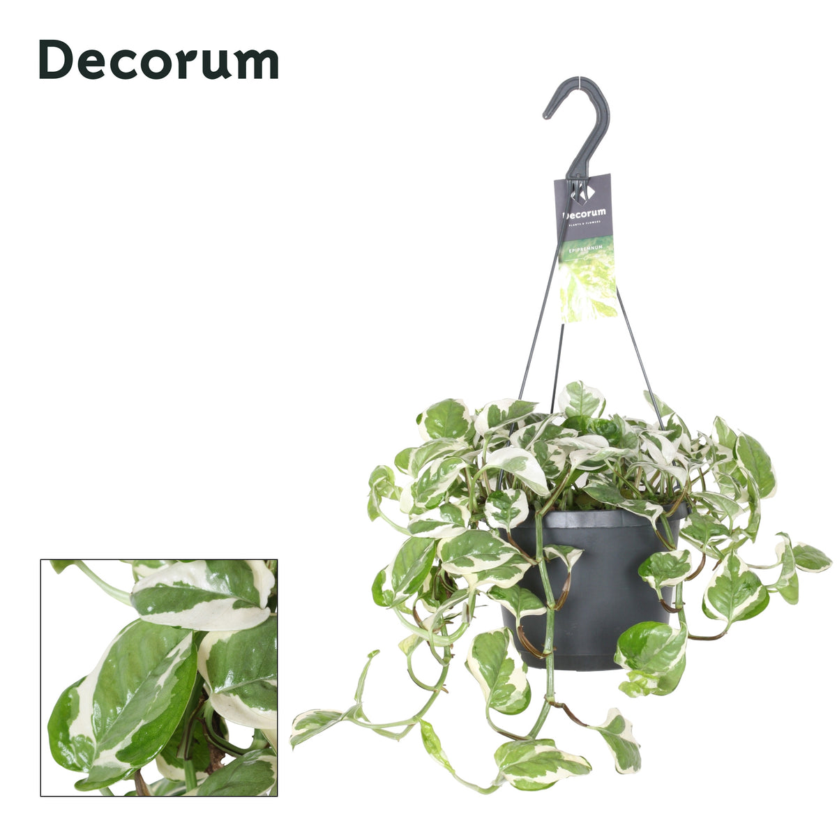 Epipremnum pinnatum N'Joy 30cm 17cm Pot