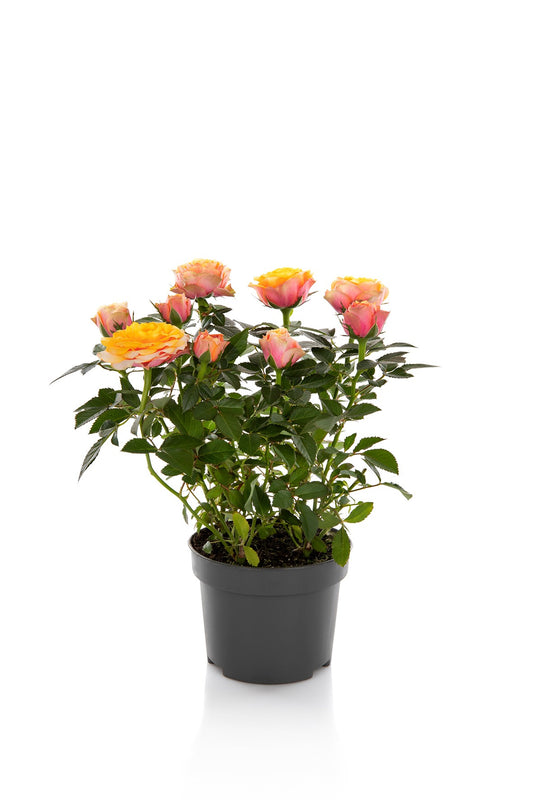 Rosa Kordana Grande Firebird 25cm 510cm Pot