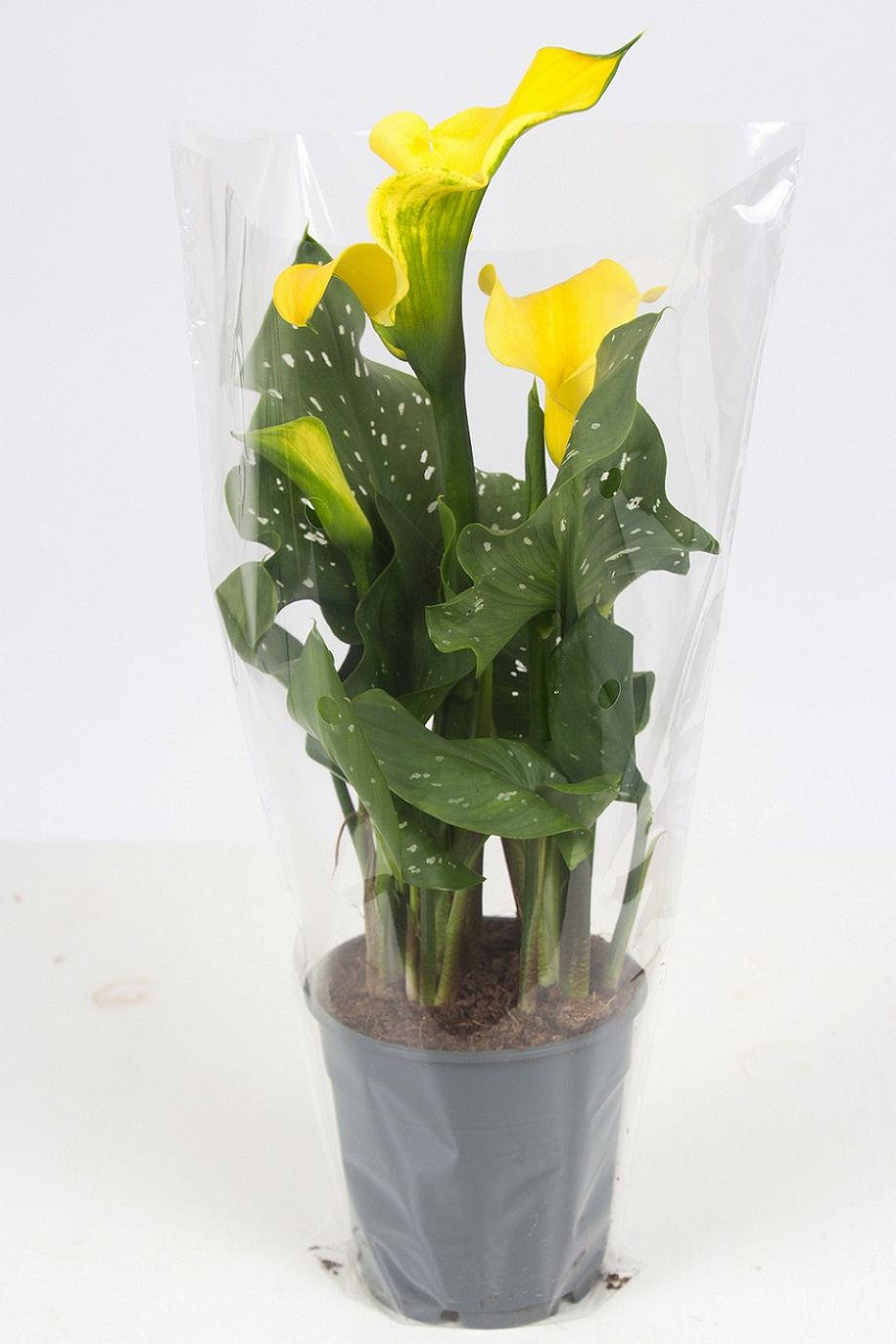 Zantedeschia Summer Sun 40cm 12cm Pot