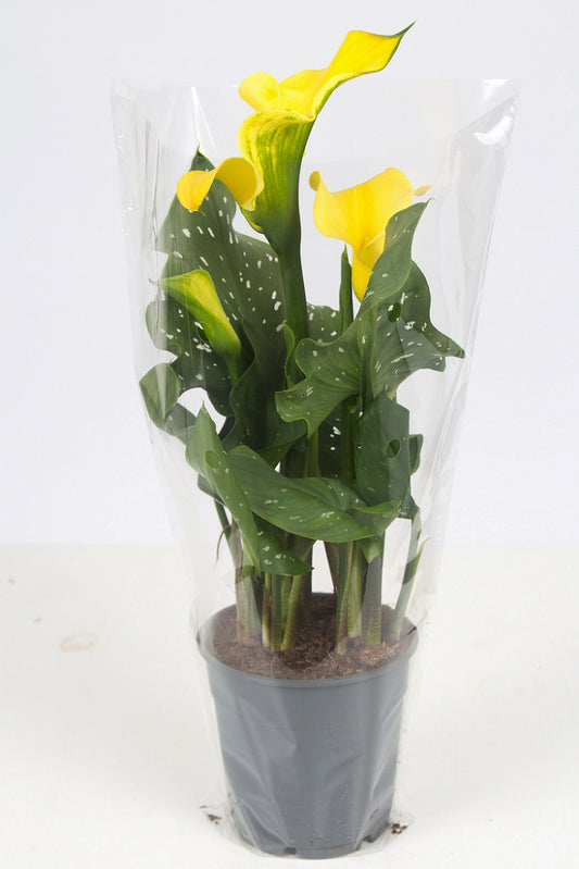 Zantedeschia Summer Sun 40cm 12cm Pot