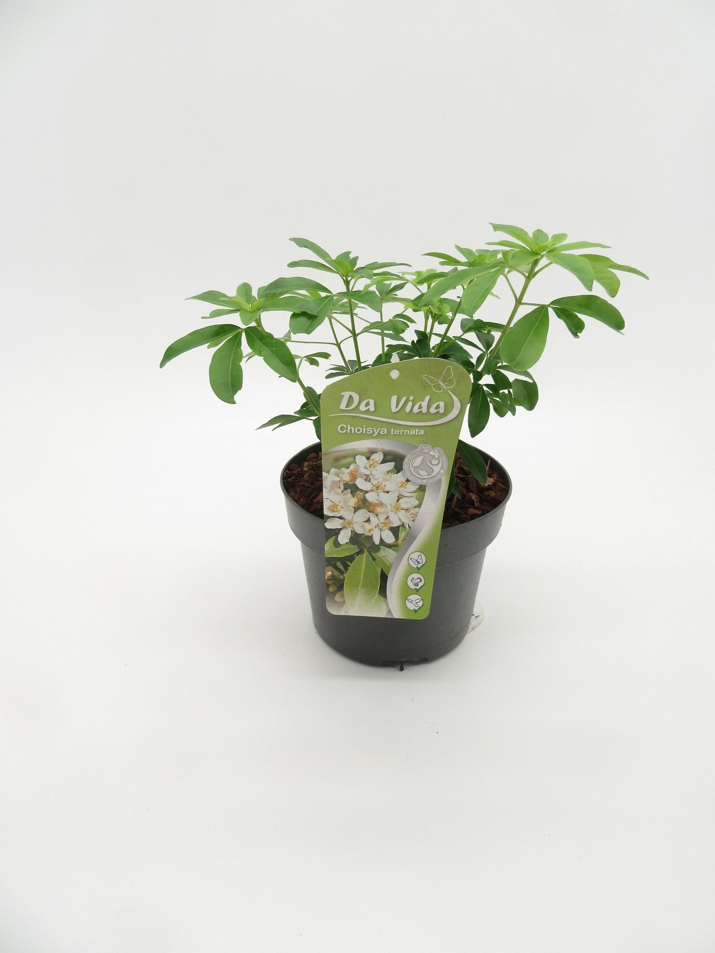 Choisya ternata Aztec Pearl 35cm 19cm Pot