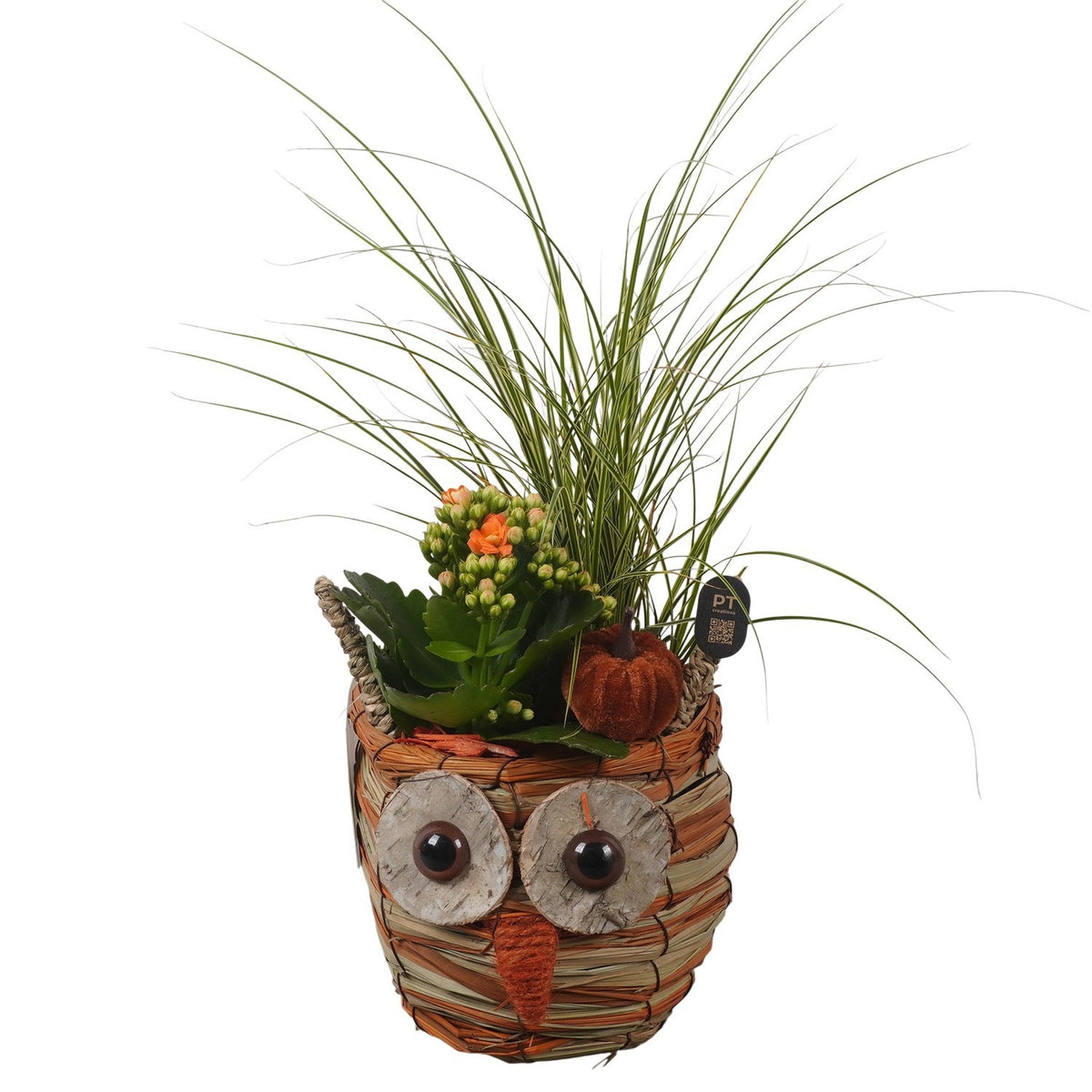 Indoor arrangement 35cm 13cm Pot