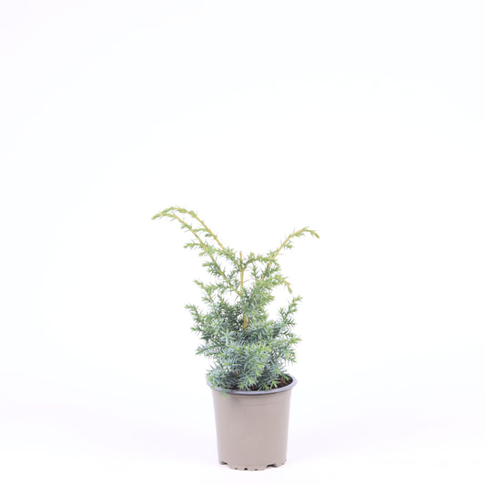 Juniperus Blue Alps 25cm 11cm Pot