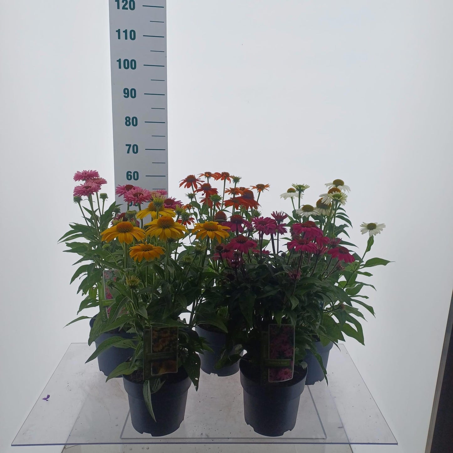 Echinacea Sombrero mix 60cm 19cm Pot