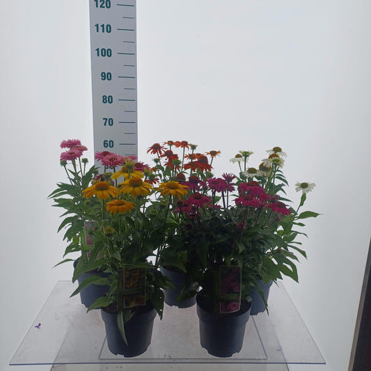 Echinacea Sombrero mix 60cm 19cm Pot