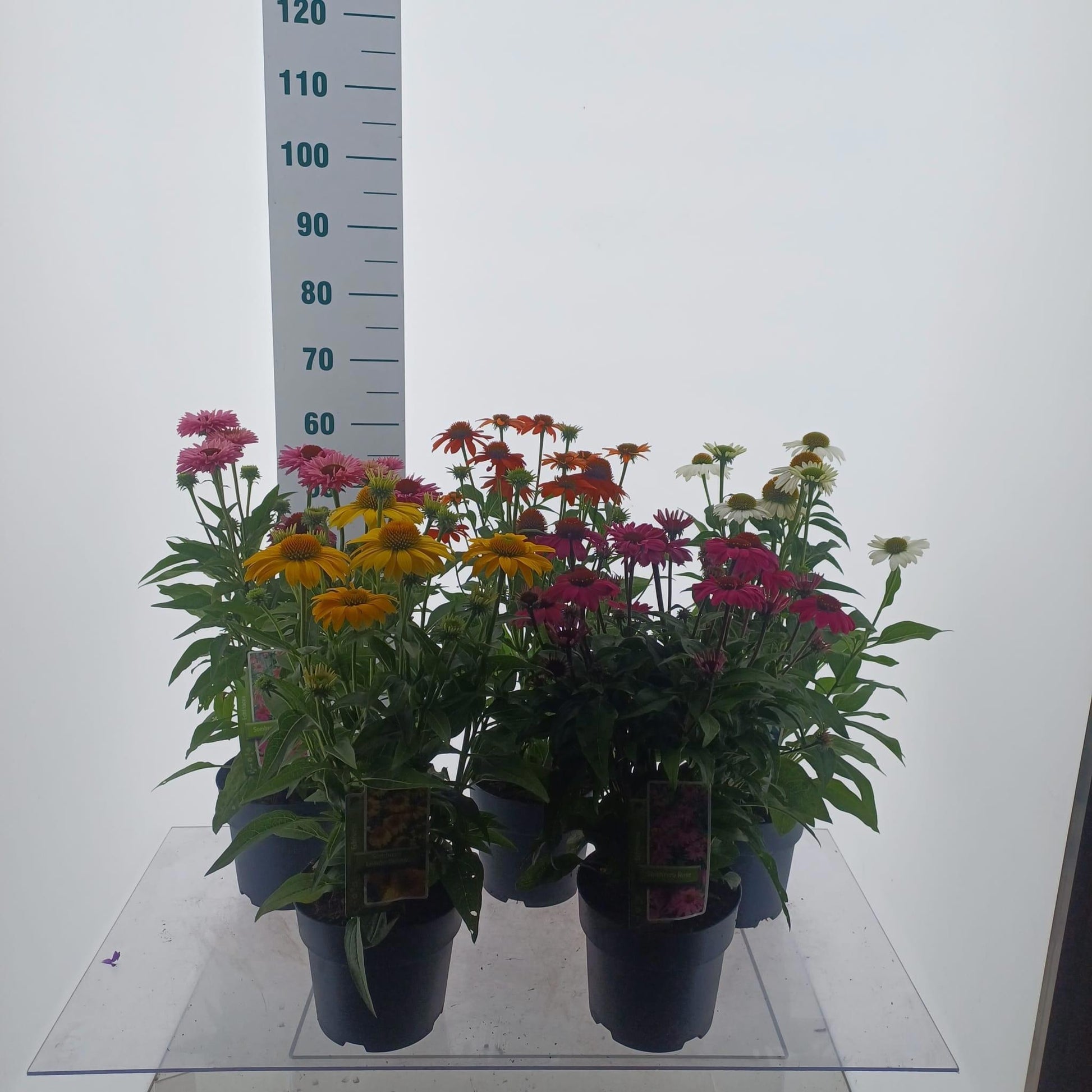 Echinacea Sombrero mix 60cm 19cm Pot