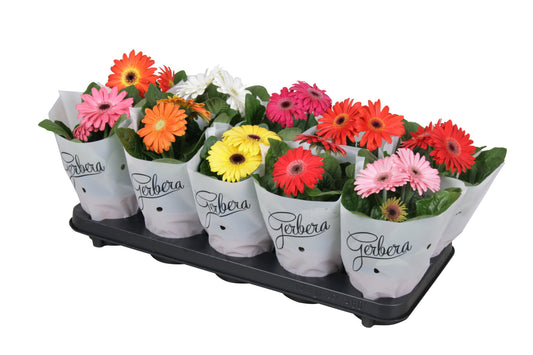 Gerbera mix in frosted sleeves 20cm 12cm Pot