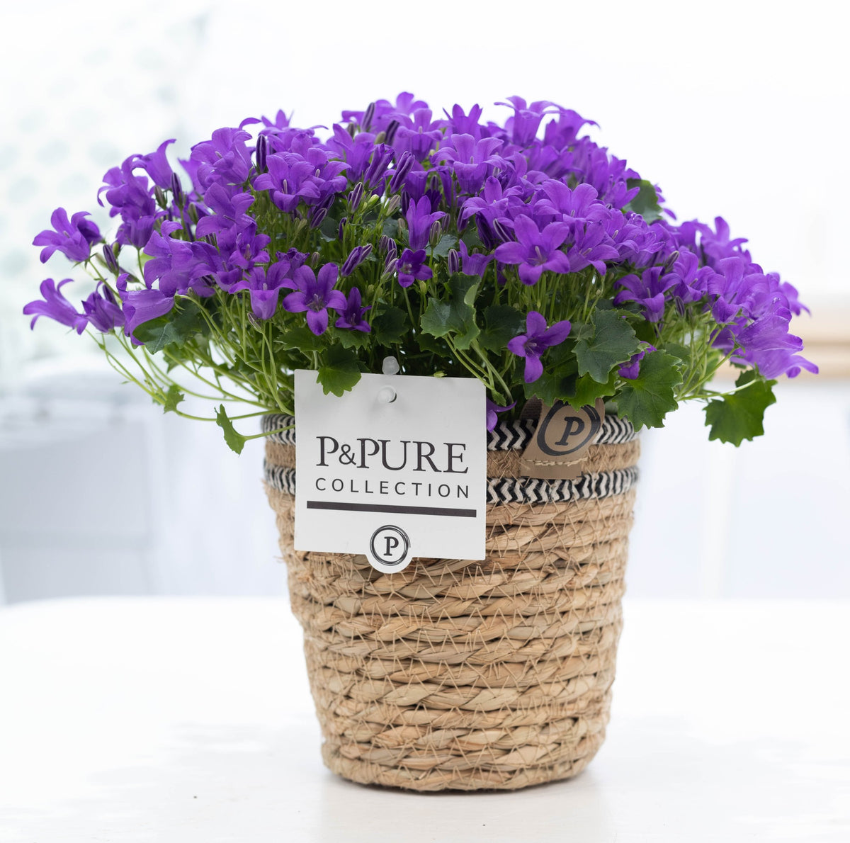 Campanula Porto 17cm 15cm Pot