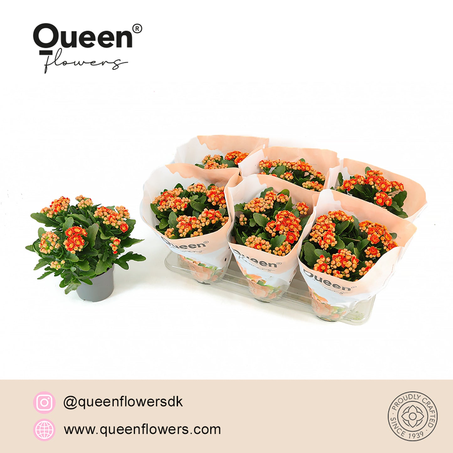 Pligt Professionals BV Kalanchoe Geneva Pack of 6