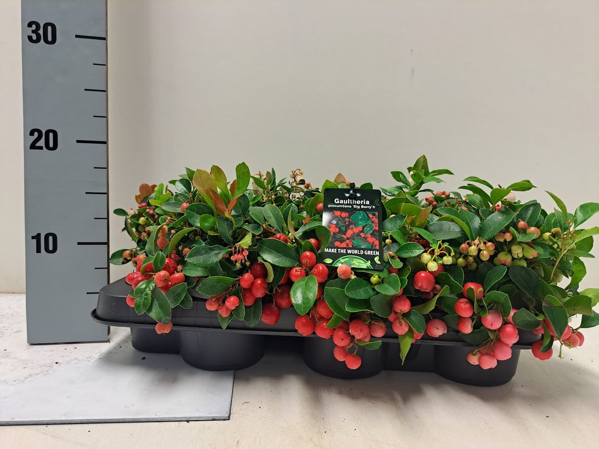 Gaultheria procumbens Big Berry 15cm 9.5cm Pot
