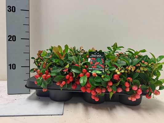 Gaultheria procumbens Big Berry 15cm 9.5cm Pot