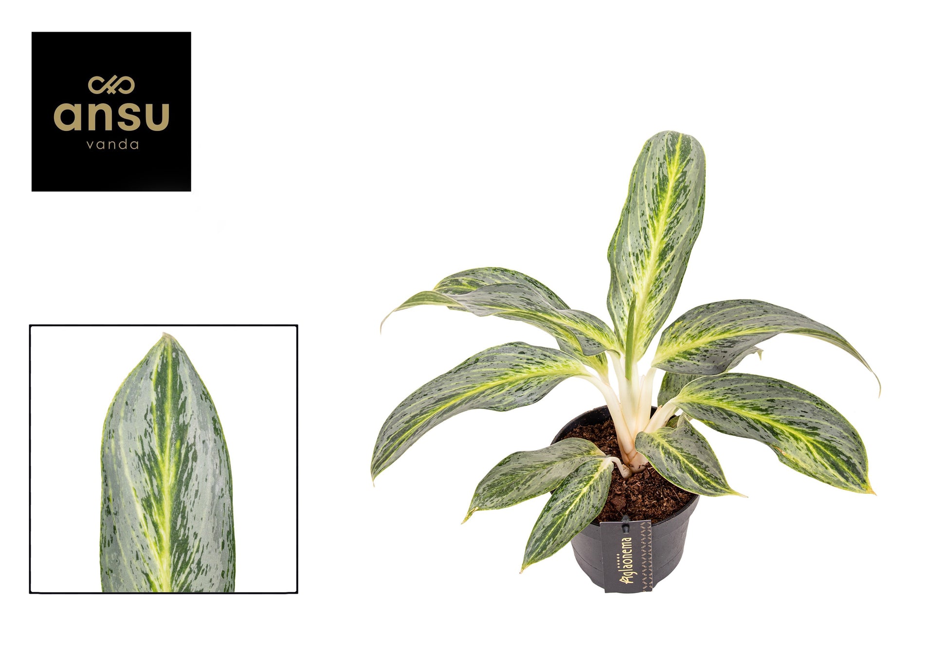 Aglaonema Amazon Silver 35cm 12cm Pot