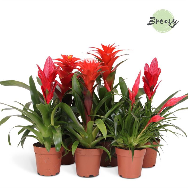 Riza Bromelia Specialist Bromelia Red mix Pack of 10