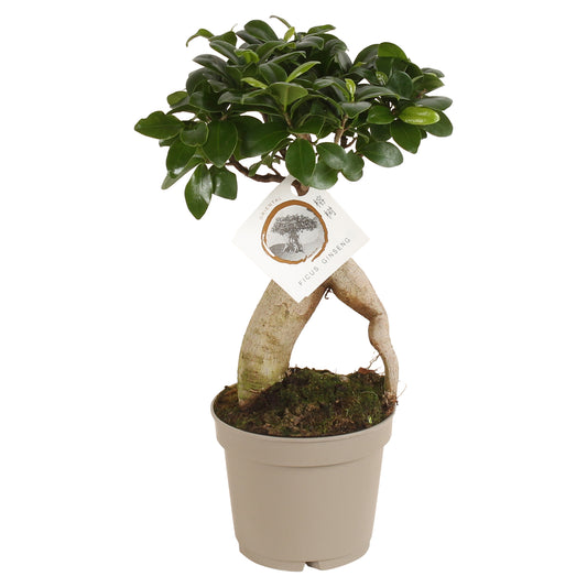 Ficus Ginseng 30cm 12cm Pot