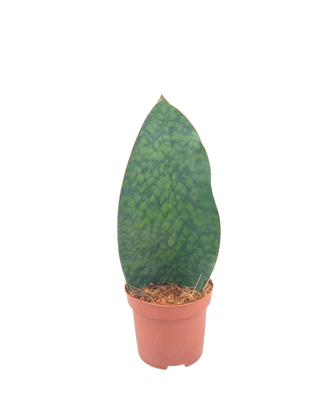 Corsaplant Sansevieria trifasciata Pack of 10