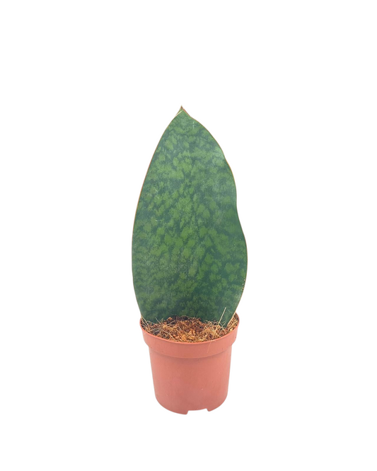 Corsaplant Sansevieria trifasciata Pack of 10