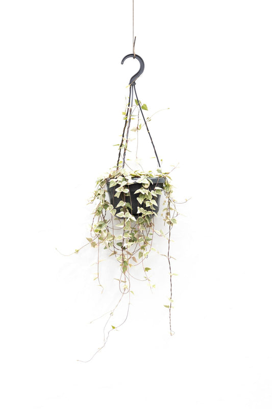 Scheffers, A.P. Ceropegia lin. Merel Pack of 8