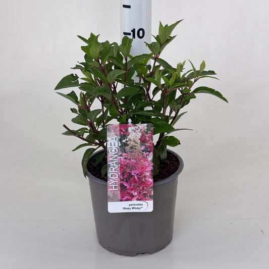 Hydrangea pan. Pinky Winky 25cm 19cm Pot