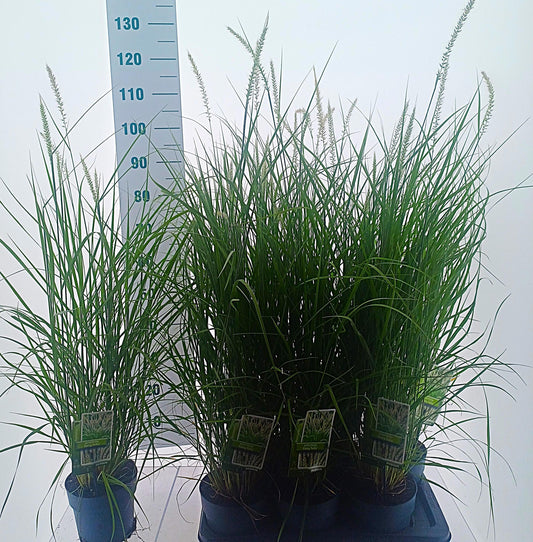 Pennisetum Fairy Tails 105cm 17cm Pot