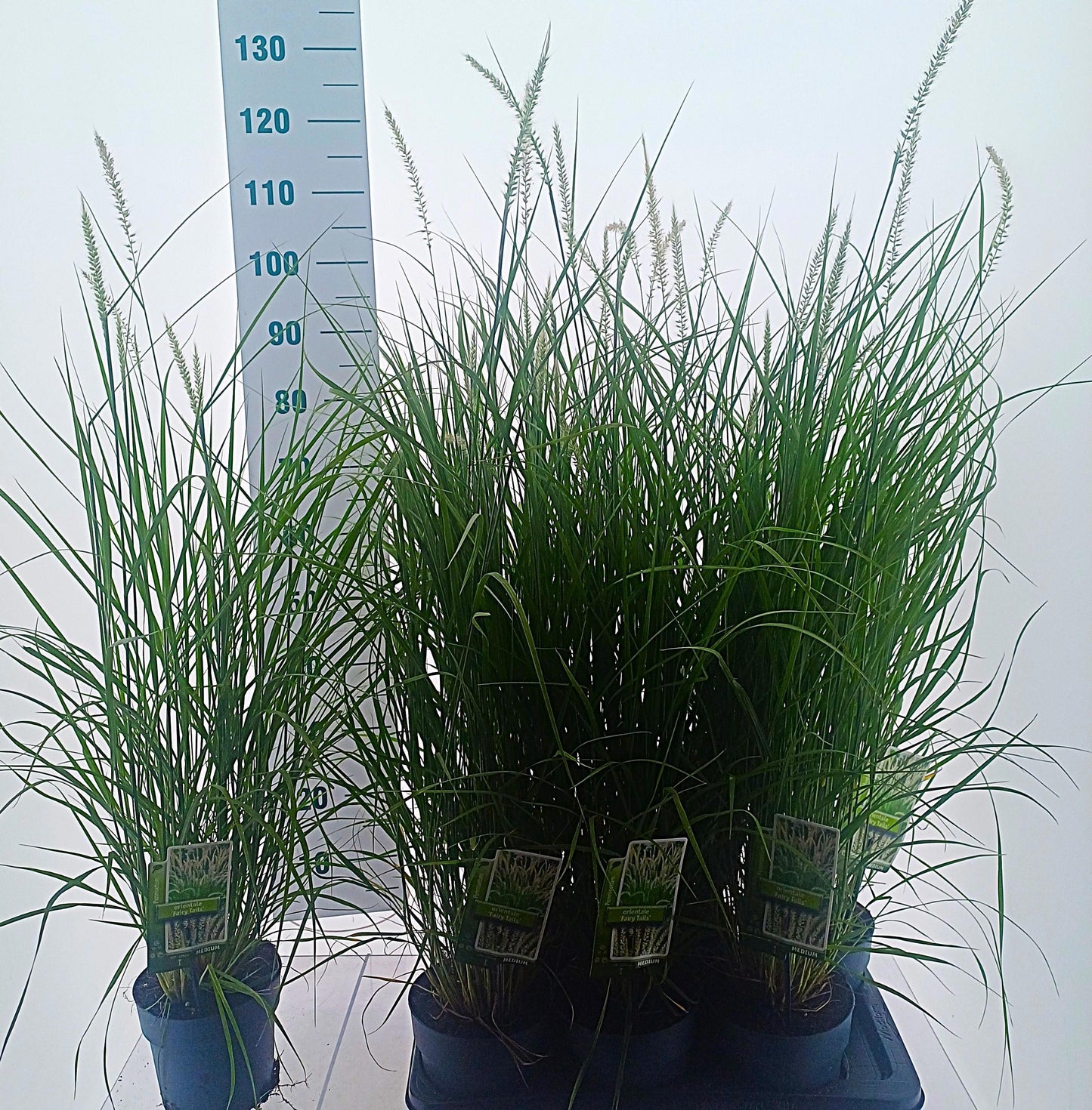 Pennisetum orientale 105cm 17cm Pot
