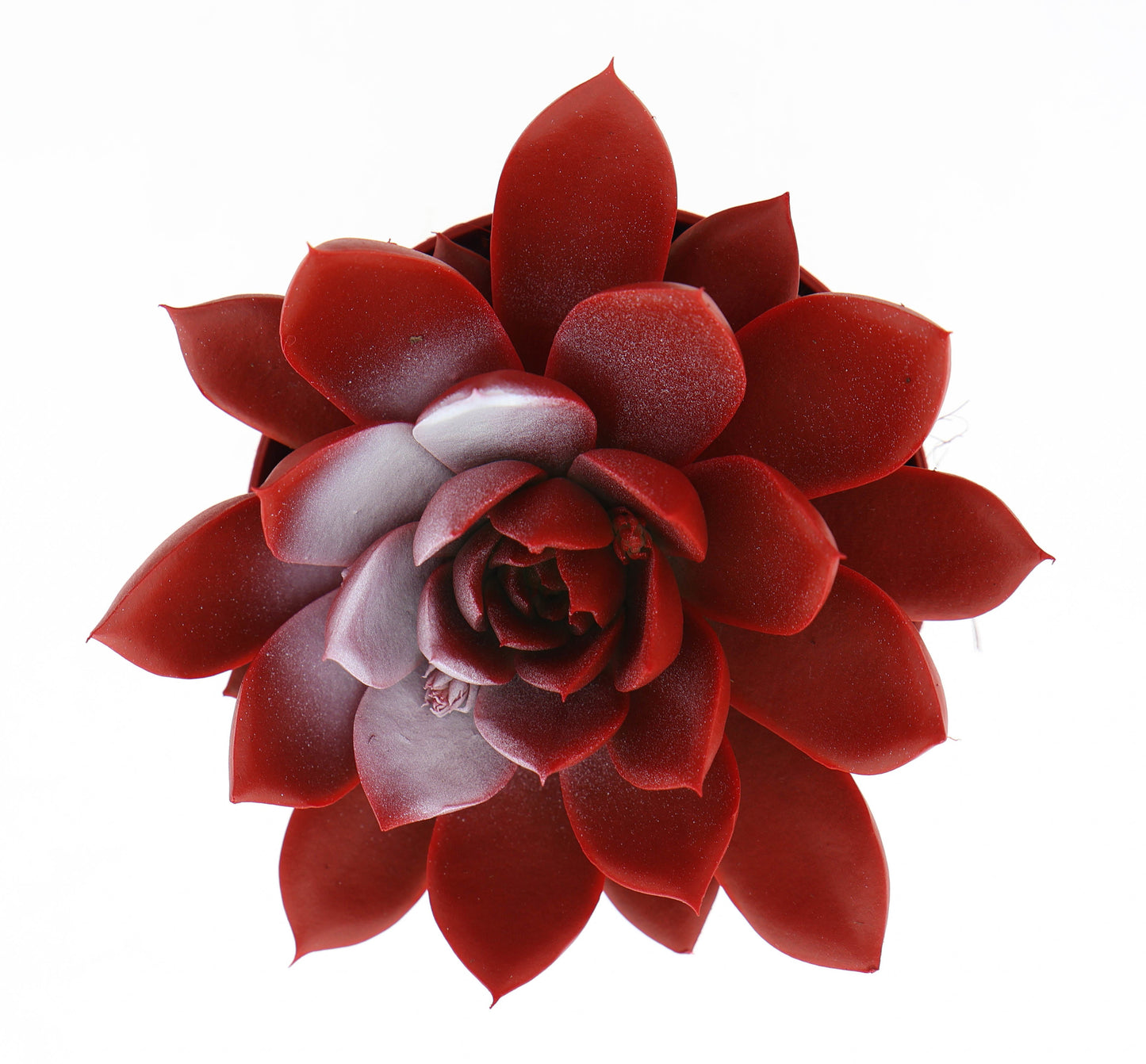 Rainbow Turkey 10cm Special Pot (508)