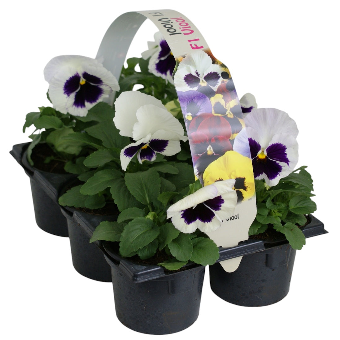 Zuidbaak Honselersdijk Viola Delta White with Blotch Pack of 14