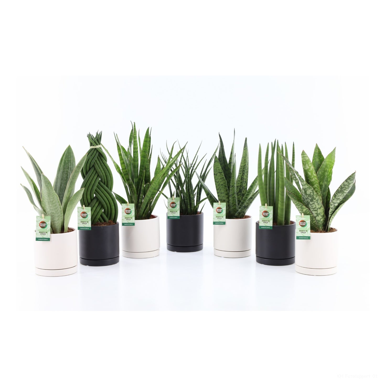 Sansevieria 35cm 13cm Pot