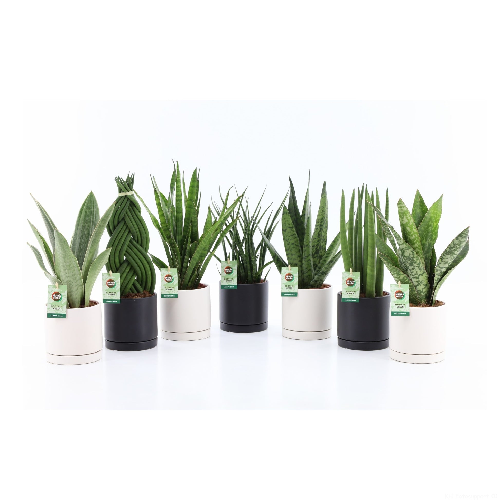 Sansevieria 35cm 13cm Pot