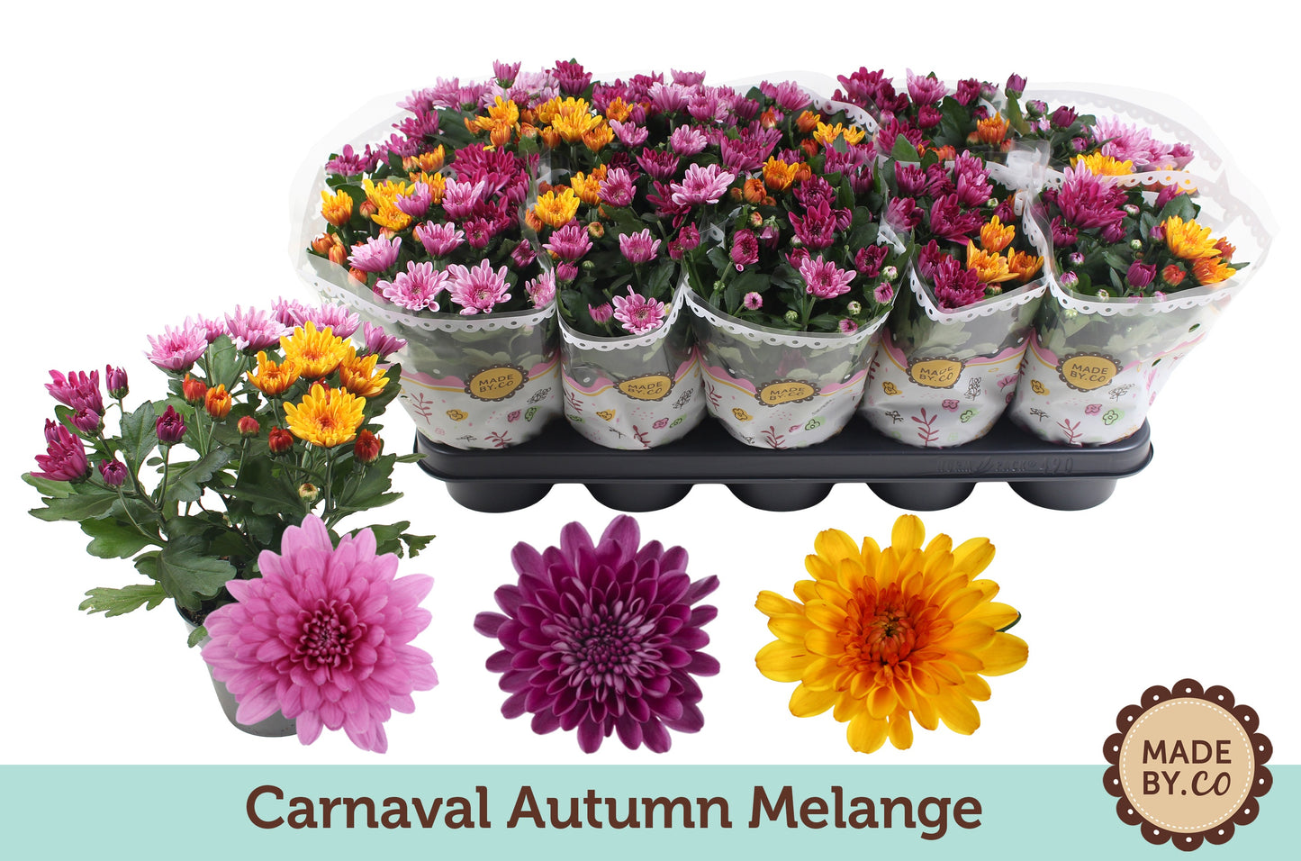 Chrysanthemum Autumn carnaval 25cm 12cm Pot