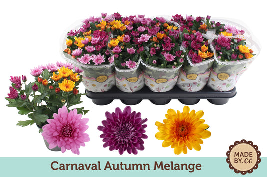 Chrysanthemum Autumn carnaval 25cm 12cm Pot
