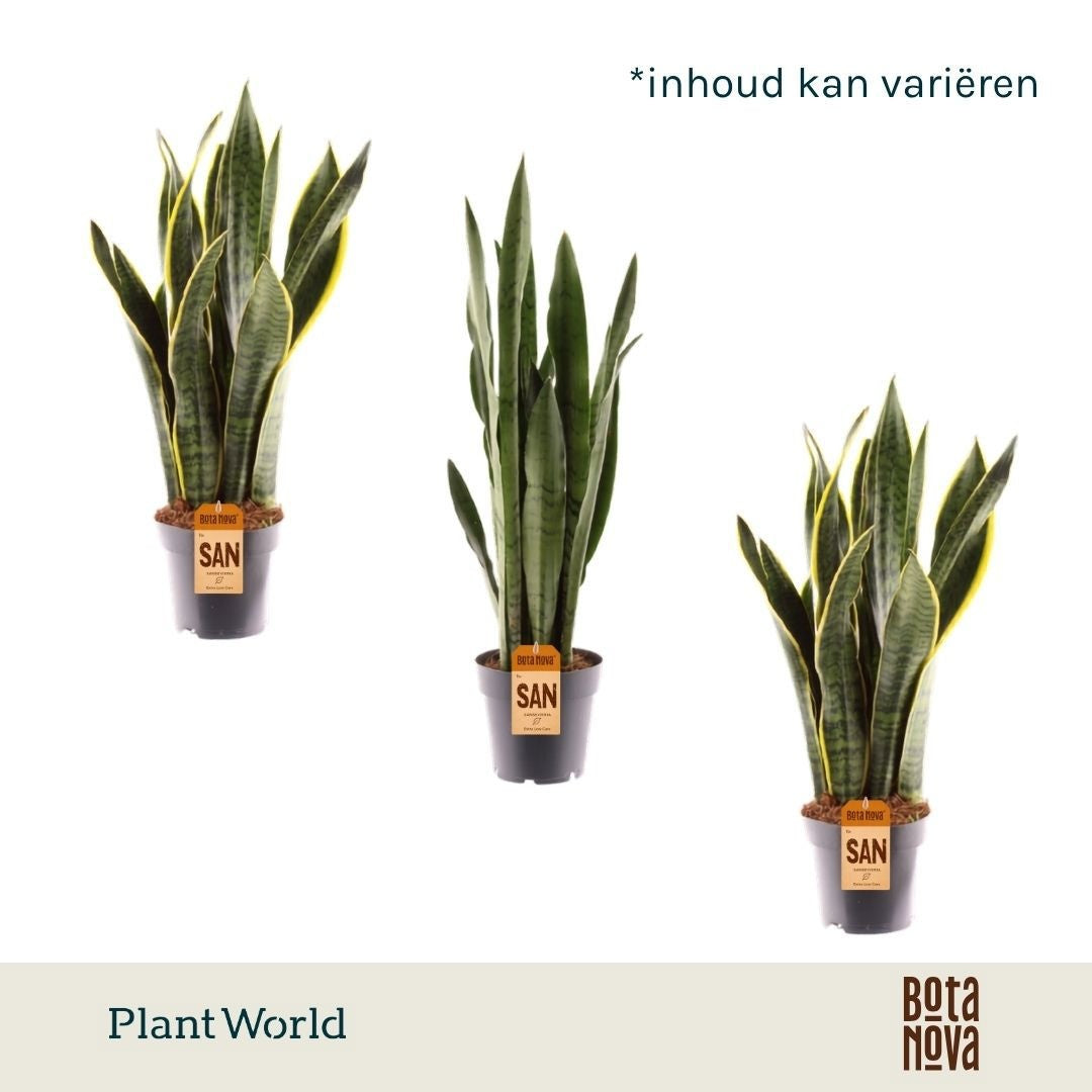 Plantworld Jogrow Sansevieria trifasciata Pack of 10
