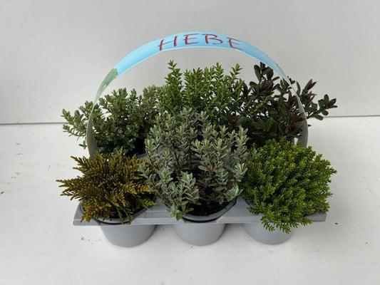 Hebe 6-pack 10cm 9cm Pot