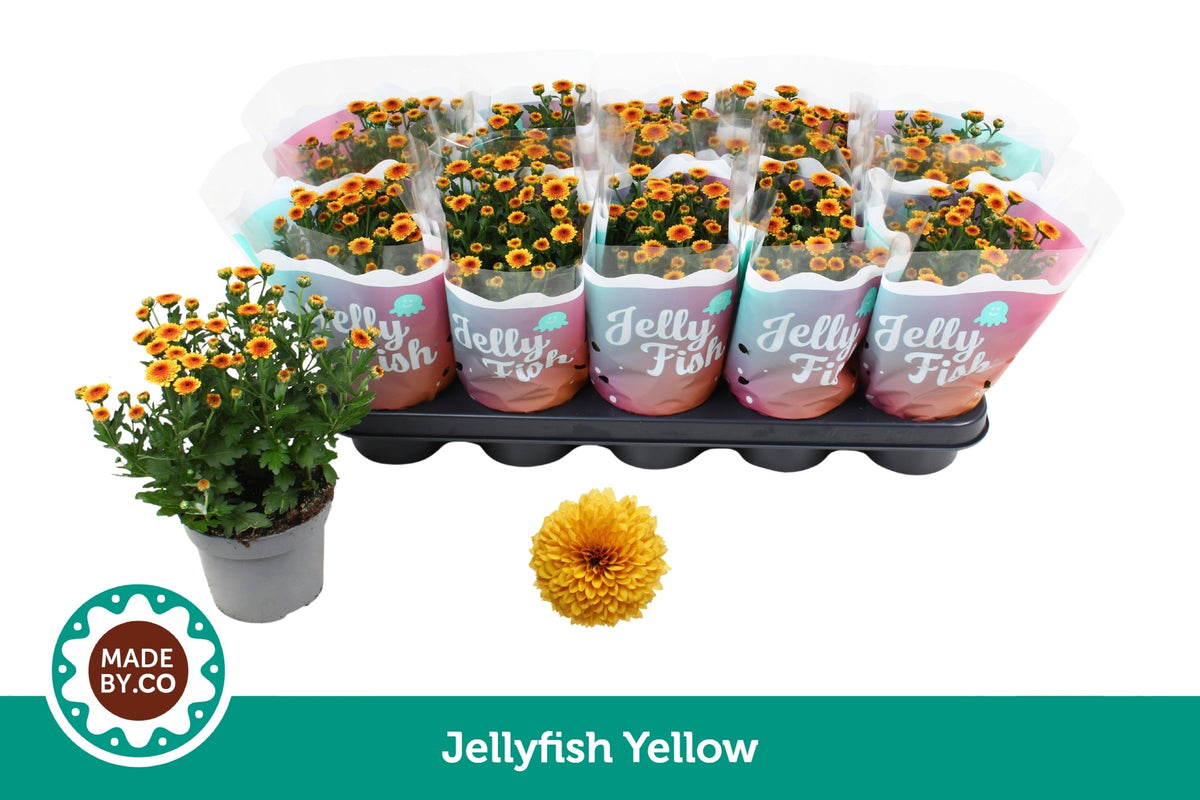 Chrysanthemum Jellyfish Amber 25cm 12cm Pot
