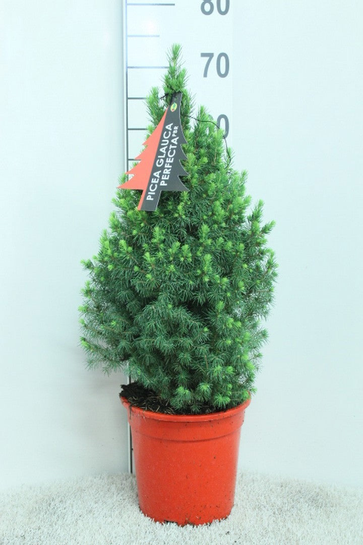 Picea glauca Perfecta 70cm 21cm Pot
