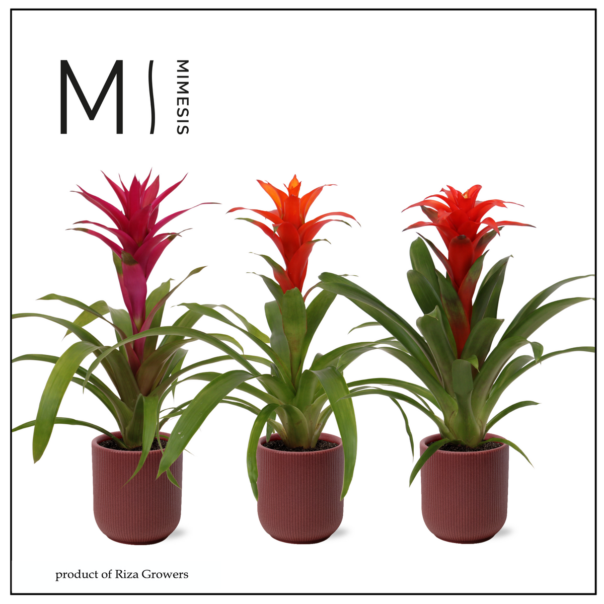 Guzmania mix 45cm 12cm Pot