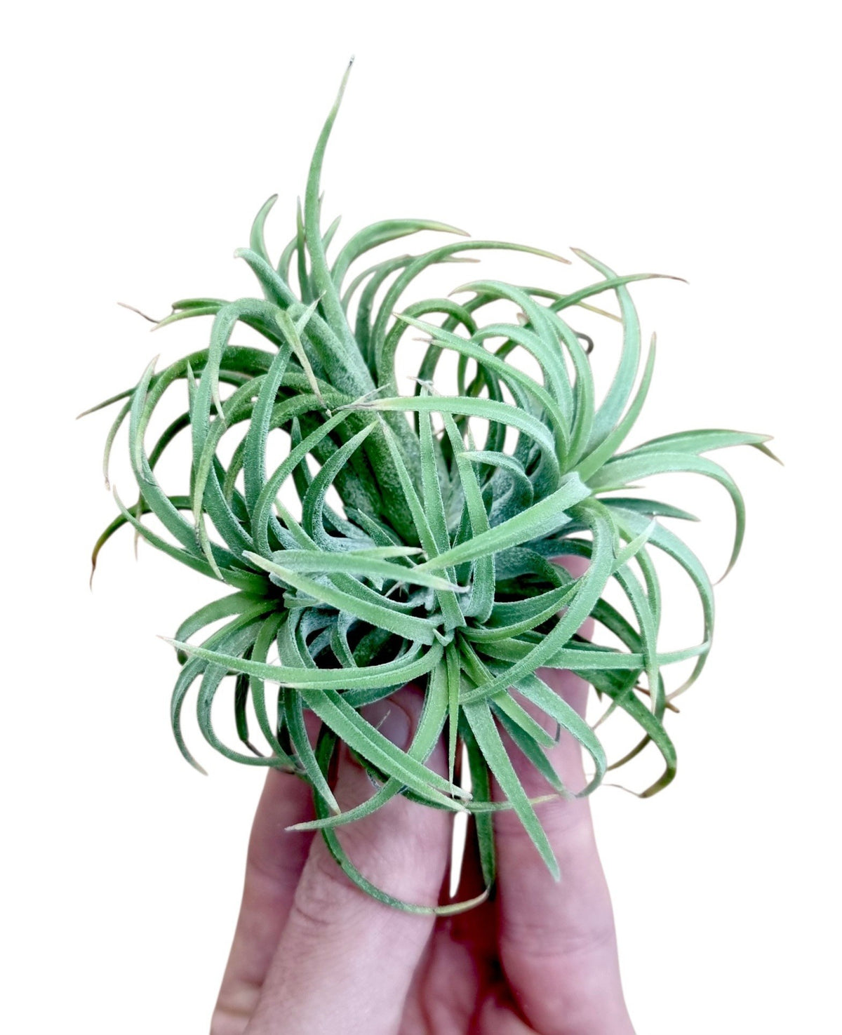 Tillandsia ionantha 7cm 10cm Pot