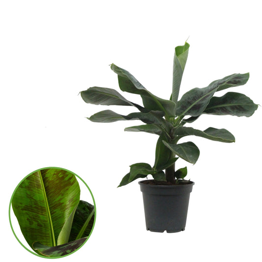 Musa basjoo (Banana) 50cm 17cm Pot