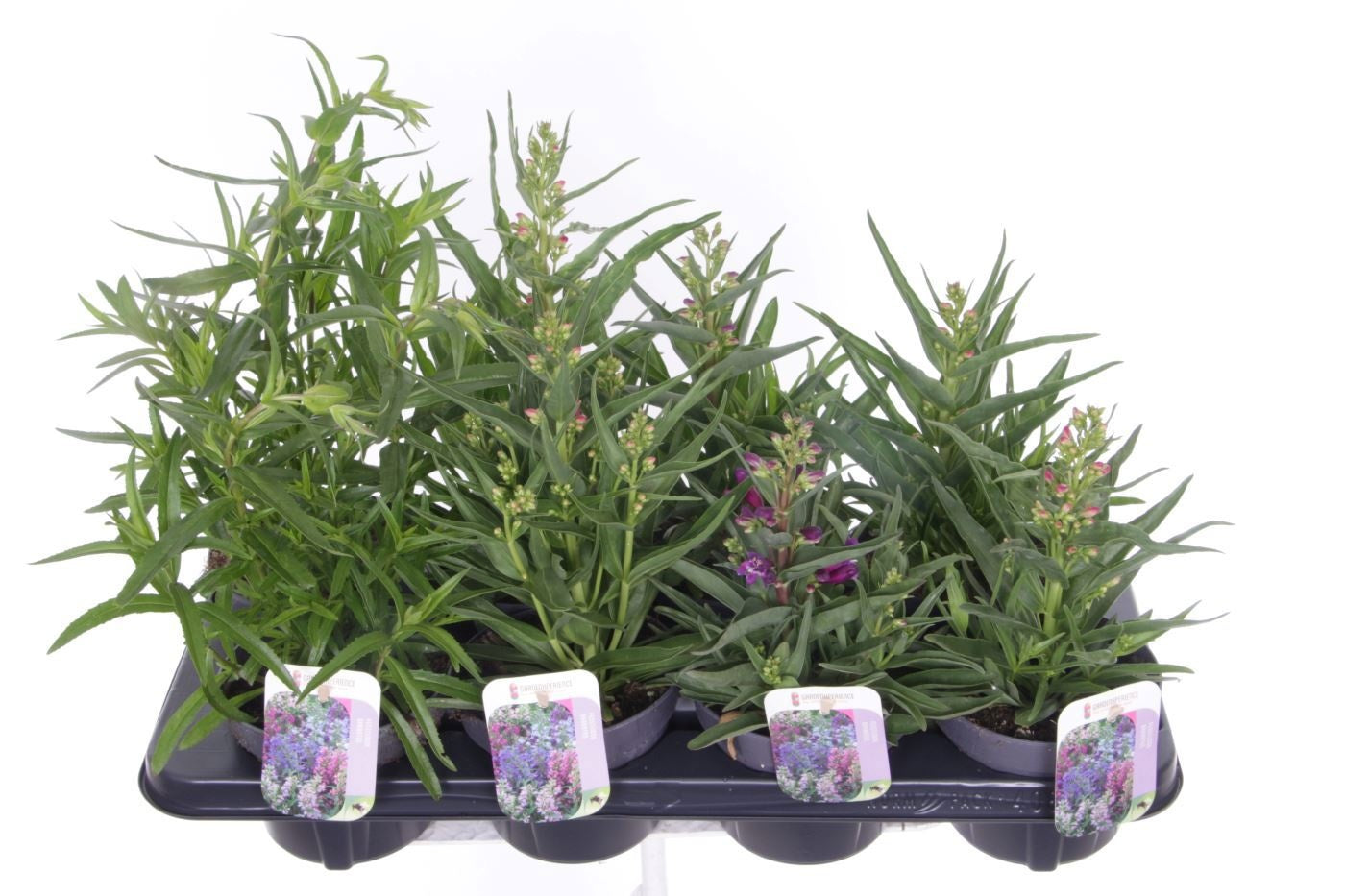 Penstemon barbatus 40cm 13cm Pot