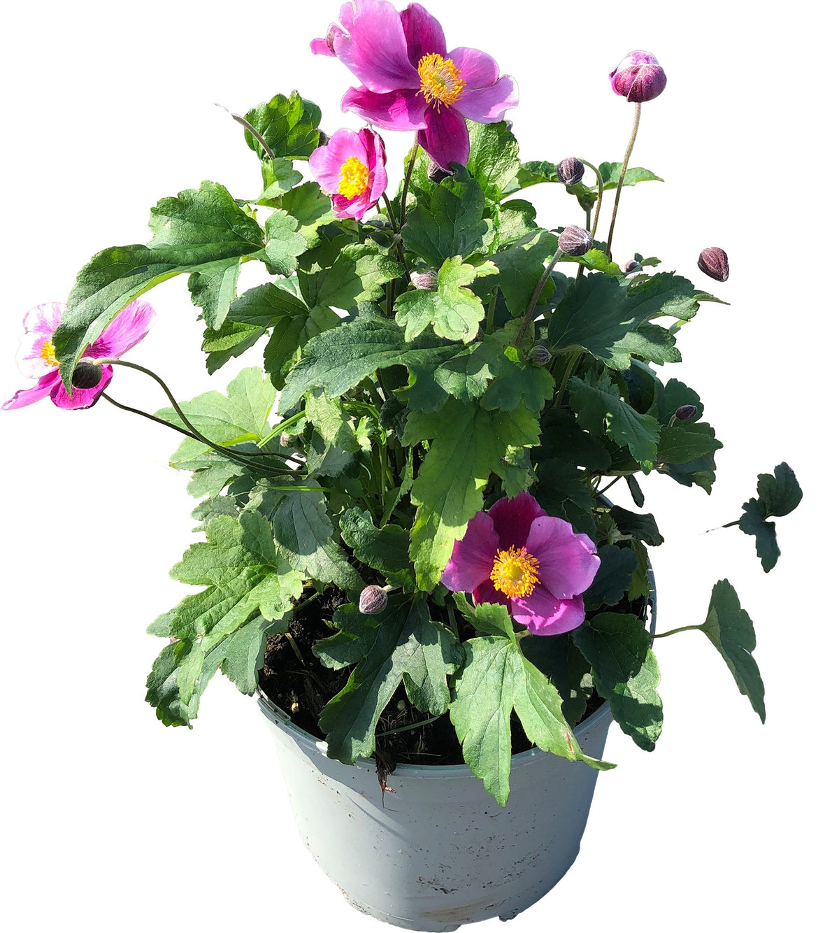 Anemone Bowles Pink 30cm 17cm Pot