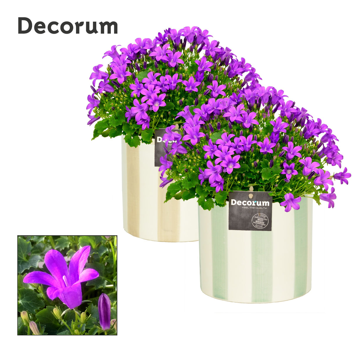 Campanula Porto 22cm 14cm Pot