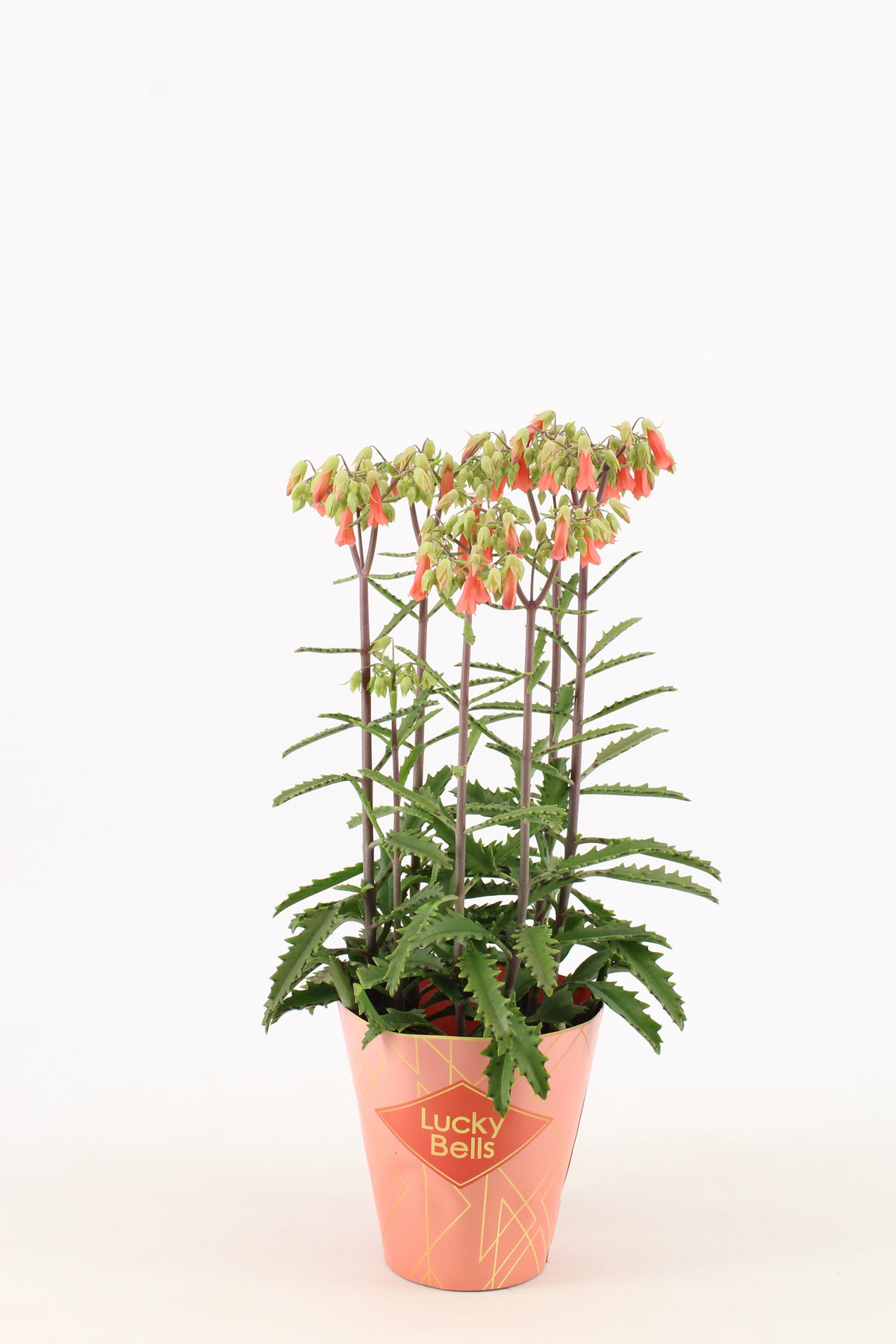 Kalanchoe Lucky Bells 40cm 14cm Pot