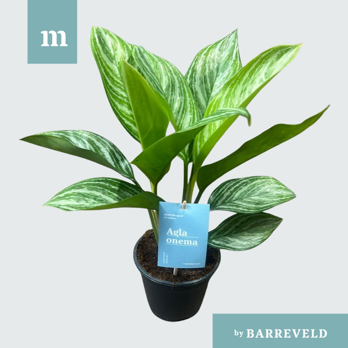 Aglaonema Stripes 40cm 14cm Pot