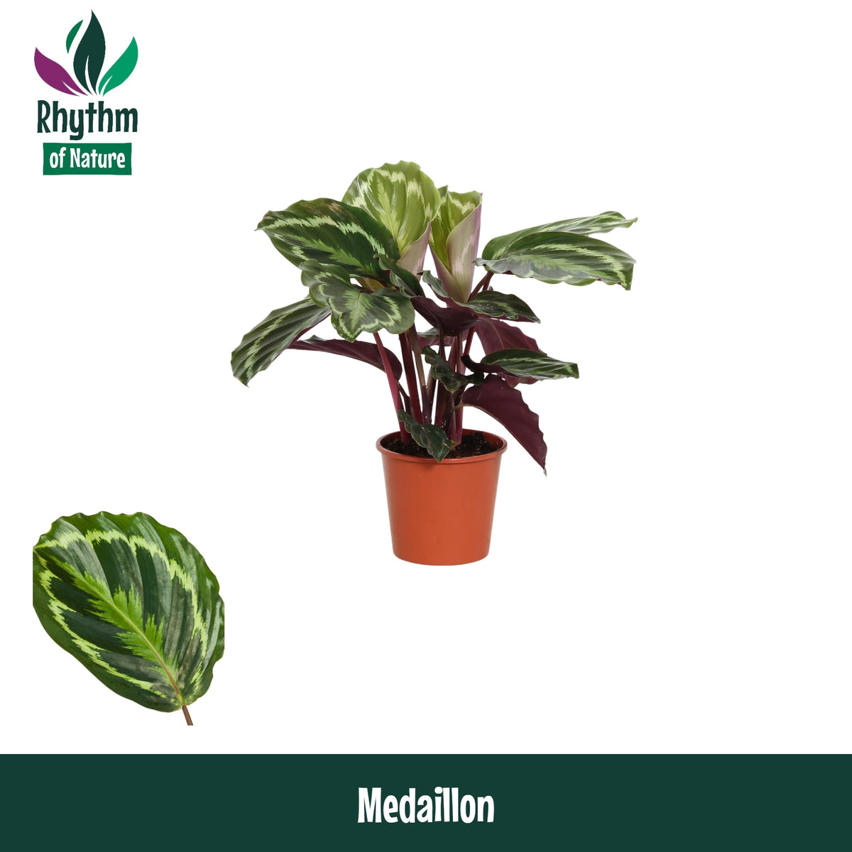 Calathea Medallion 45cm 14cm Pot