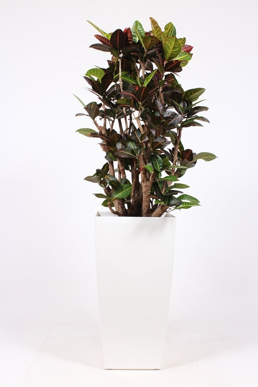 Codiaeum Petra 180cm 40cm Pot
